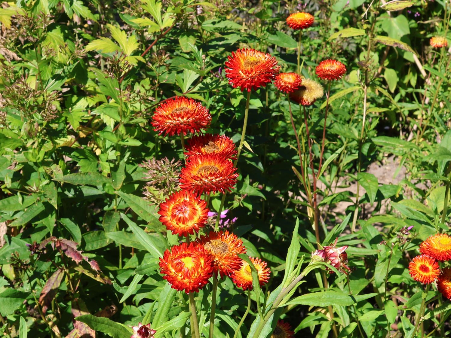 Xerochrysum (Xerochrysum)