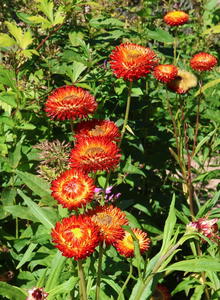 Xerochrysum (Xerochrysum)