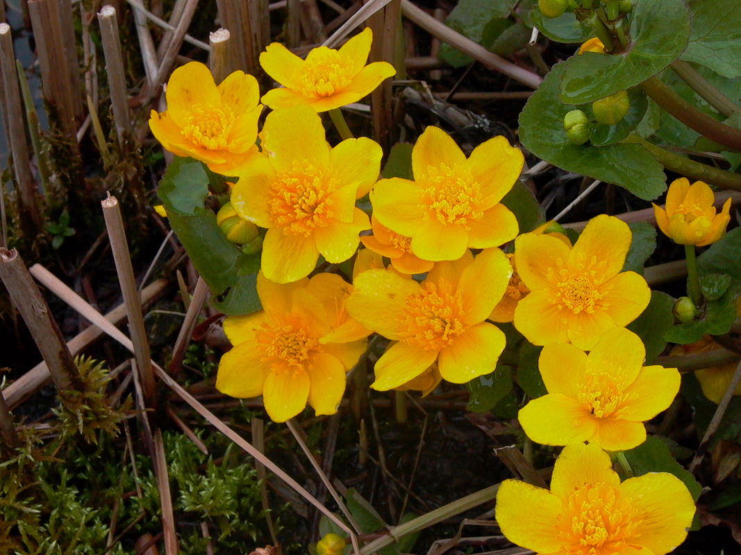 Dotterblumen (Caltha)