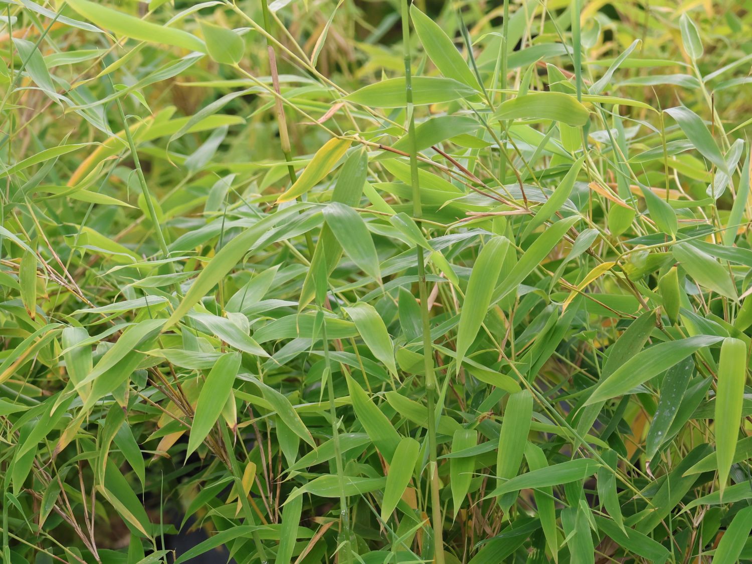 Gartenbambus 'Dino' - Fargesia murieliae 'Dino'