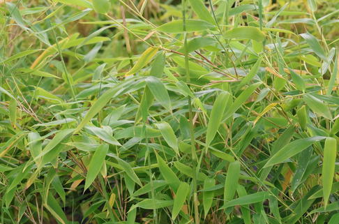 Gartenbambus 'Dino' - Fargesia murieliae 'Dino'