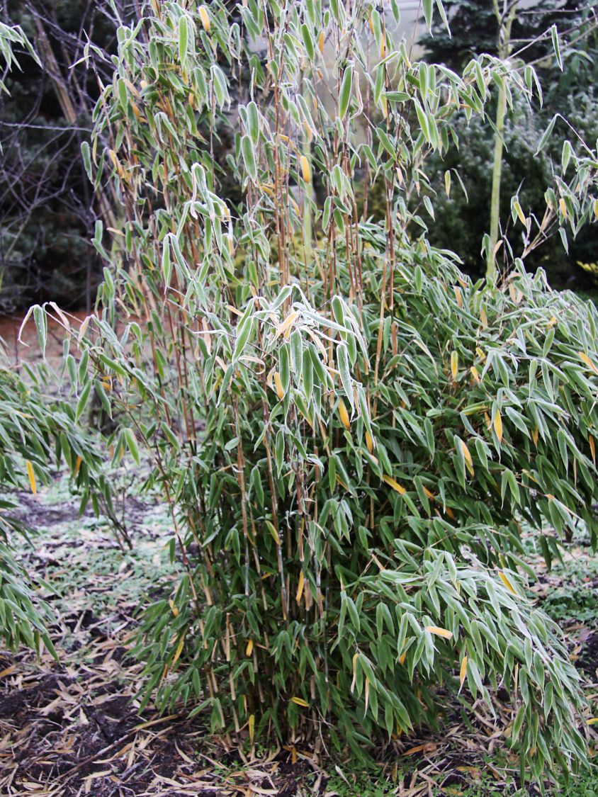 Gartenbambus 'Fresena' - Fargesia murieliae 'Fresena'