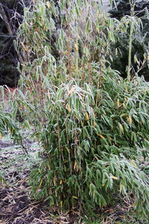 Gartenbambus 'Fresena' - Fargesia murieliae 'Fresena'