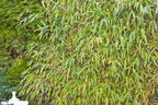 Gartenbambus 'Leasch' ® - Fargesia murieliae 'Leasch' ®