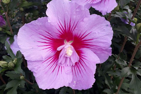 Garteneibisch B'TWIST ® 'Lavender' - Hibiscus syriacus B'TWIST ® 'Lavender'
