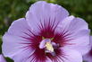 Garteneibisch B'TWIST ® 'Lavender' - Hibiscus syriacus B'TWIST ® 'Lavender'