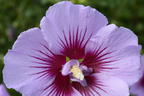 Garteneibisch B'TWIST ® 'Lavender' - Hibiscus syriacus B'TWIST ® 'Lavender'