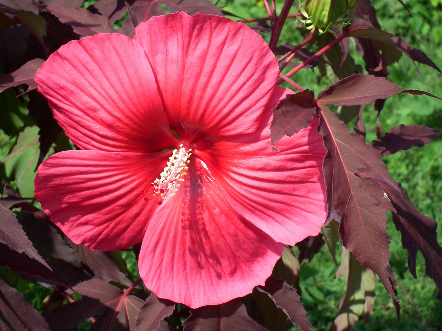 Sumpfeibisch Carousel ® 'Pink Passion'