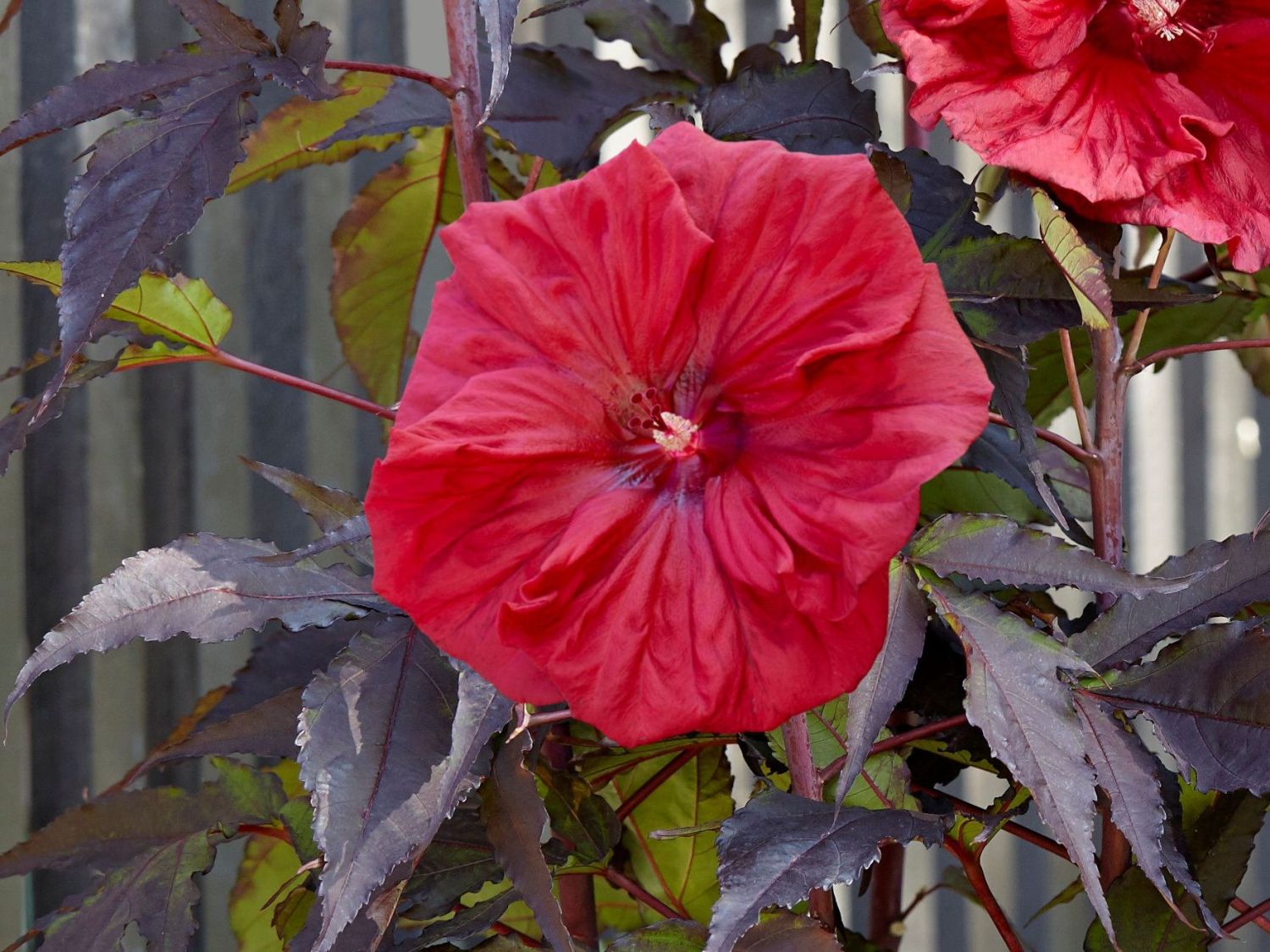 Sumpfeibisch Carousel ® 'Red Wine'