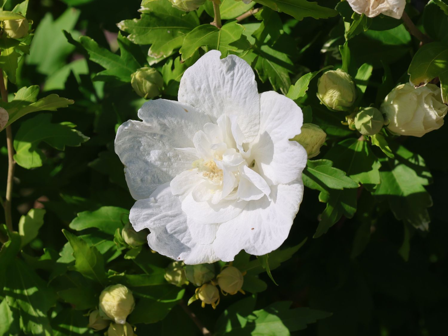 Garteneibisch 'Diana' - Hibiscus syriacus 'Diana'