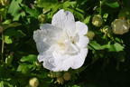 Garteneibisch 'Diana' - Hibiscus syriacus 'Diana'