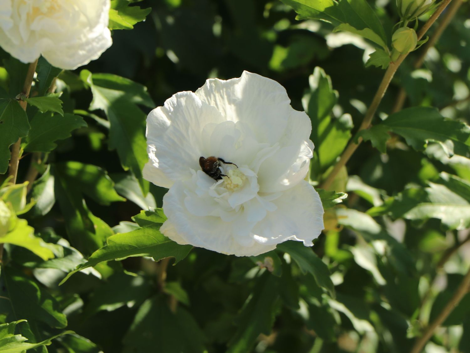 Garteneibisch 'Diana' - Hibiscus syriacus 'Diana'