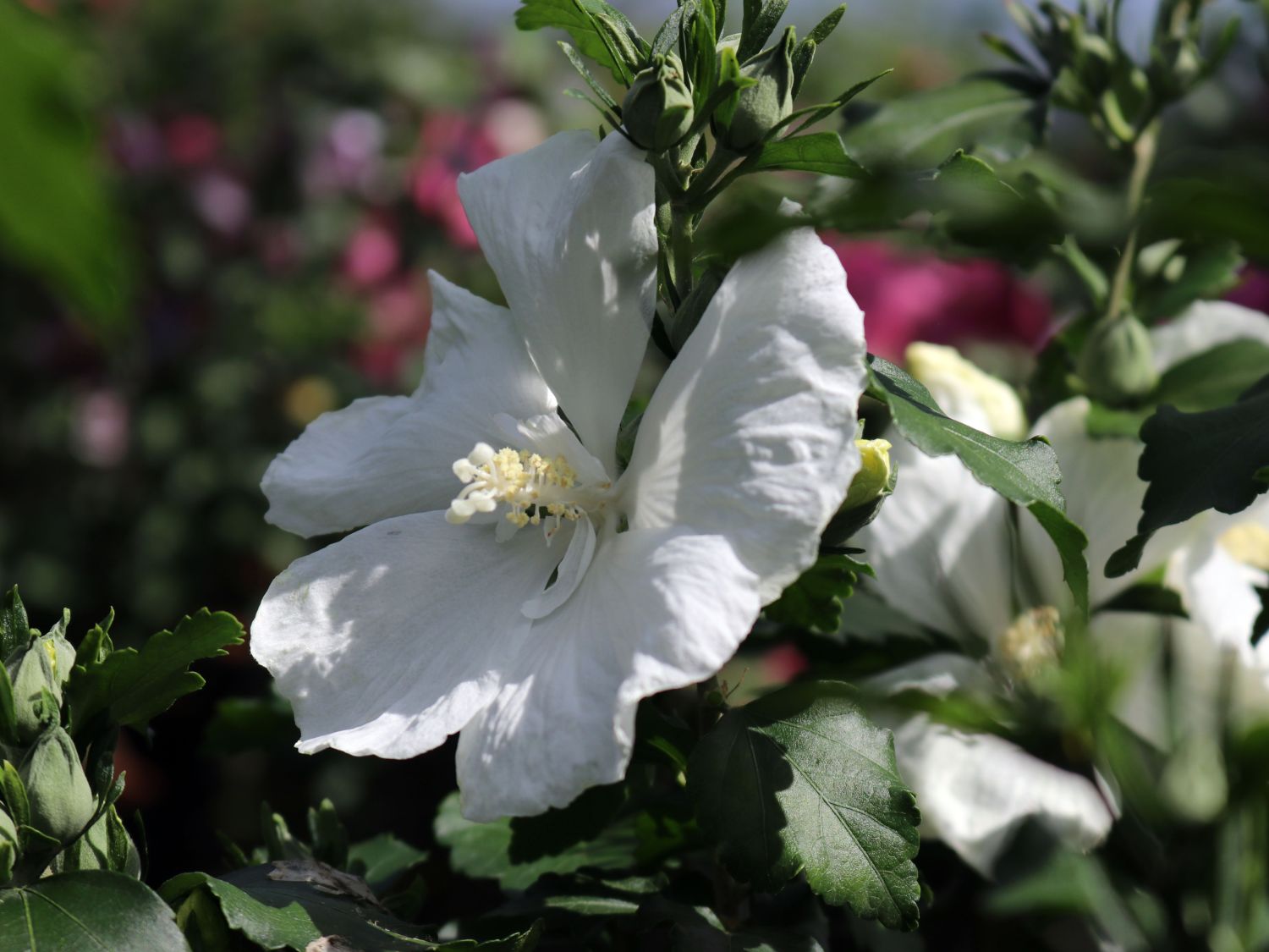 Garteneibisch 'Diana' - Hibiscus syriacus 'Diana'