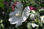 Garteneibisch 'Diana' - Hibiscus syriacus 'Diana'
