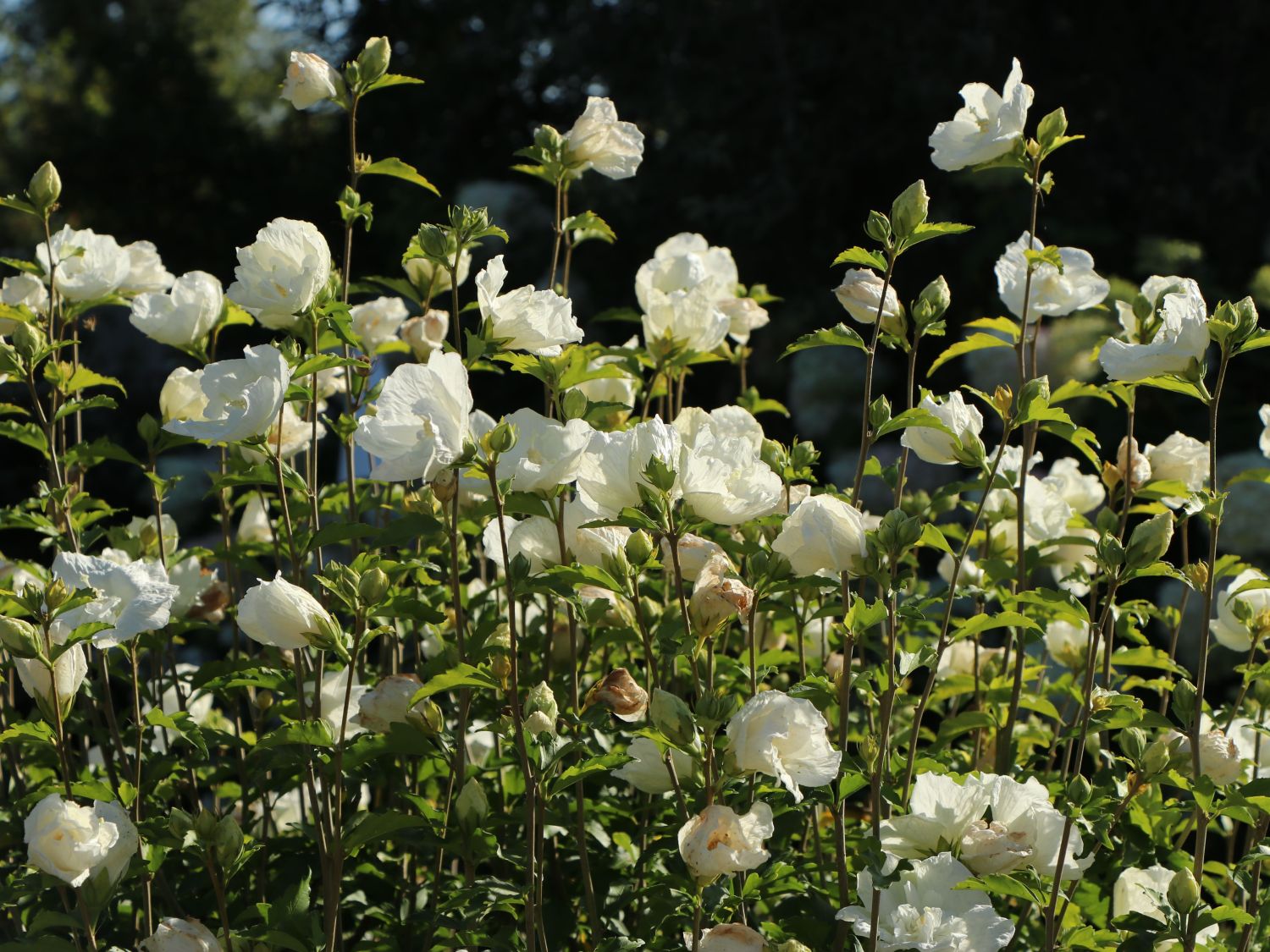 Garteneibisch 'Diana' - Hibiscus syriacus 'Diana'