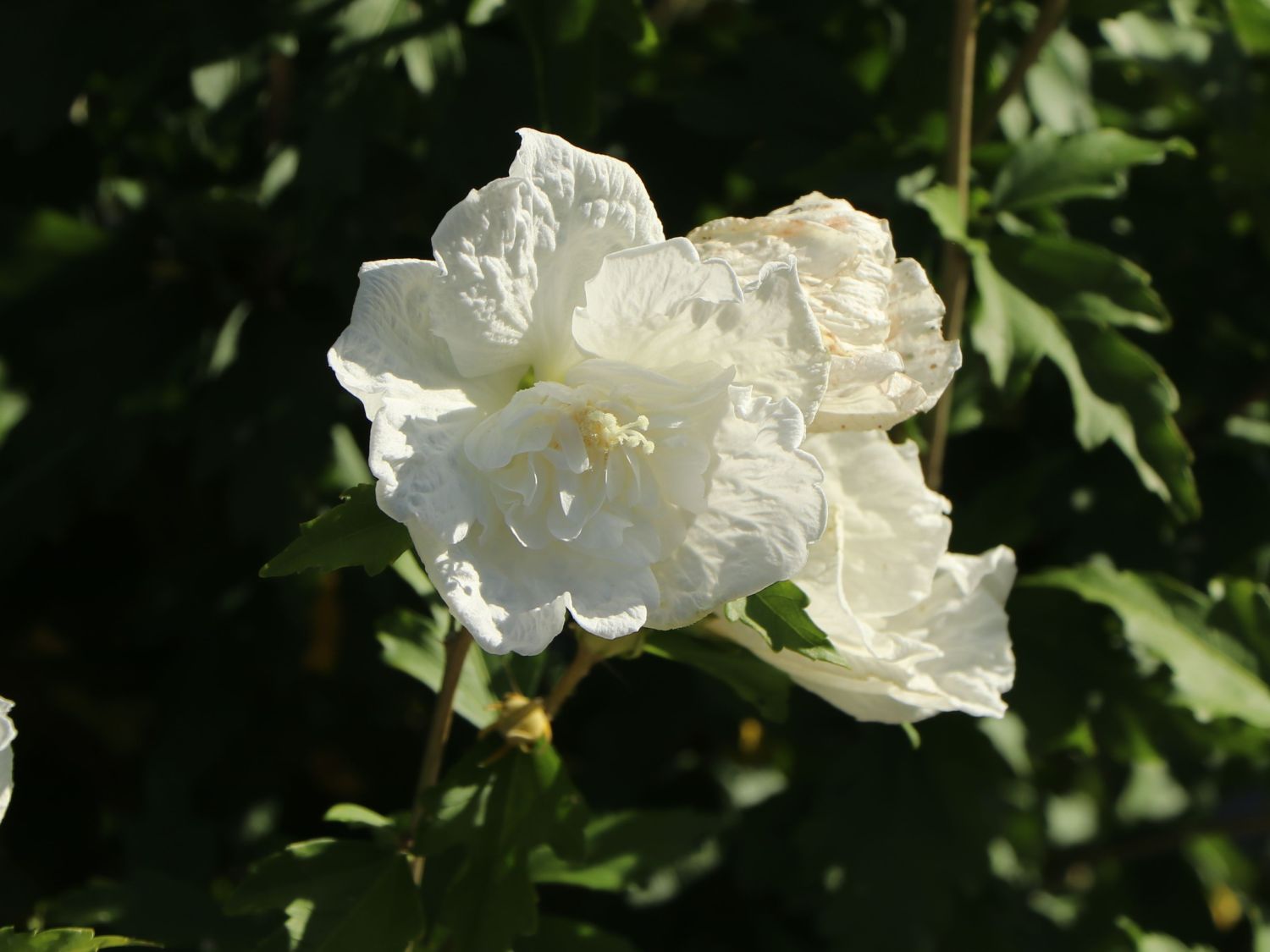 Garteneibisch 'Diana' - Hibiscus syriacus 'Diana'