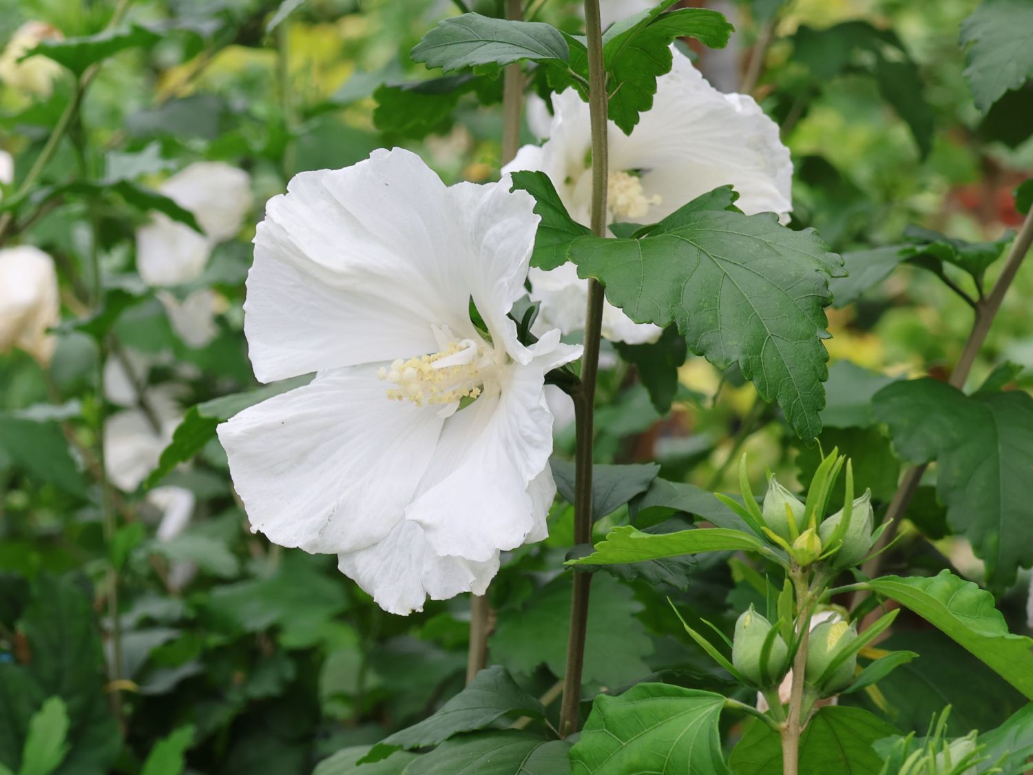 Garteneibisch 'Diana' - Hibiscus syriacus 'Diana'