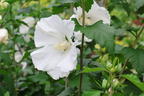 Garteneibisch 'Diana' - Hibiscus syriacus 'Diana'