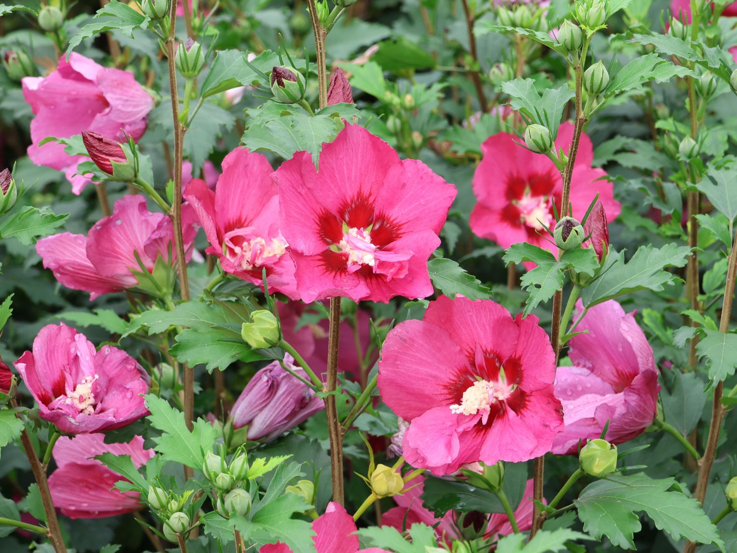 Garteneibisch 'Flower Tower Ruby'