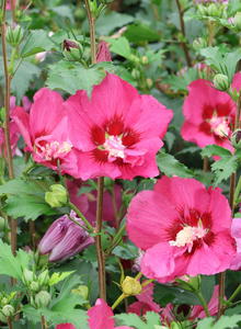 Garteneibisch 'Flower Tower Ruby'