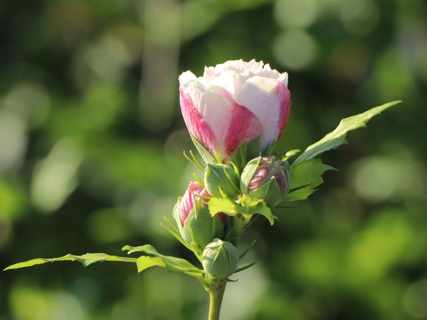 Garteneibisch 'French Cabaret® Pastel' - Hibiscus syriacus 'French Cabaret® Pastel'