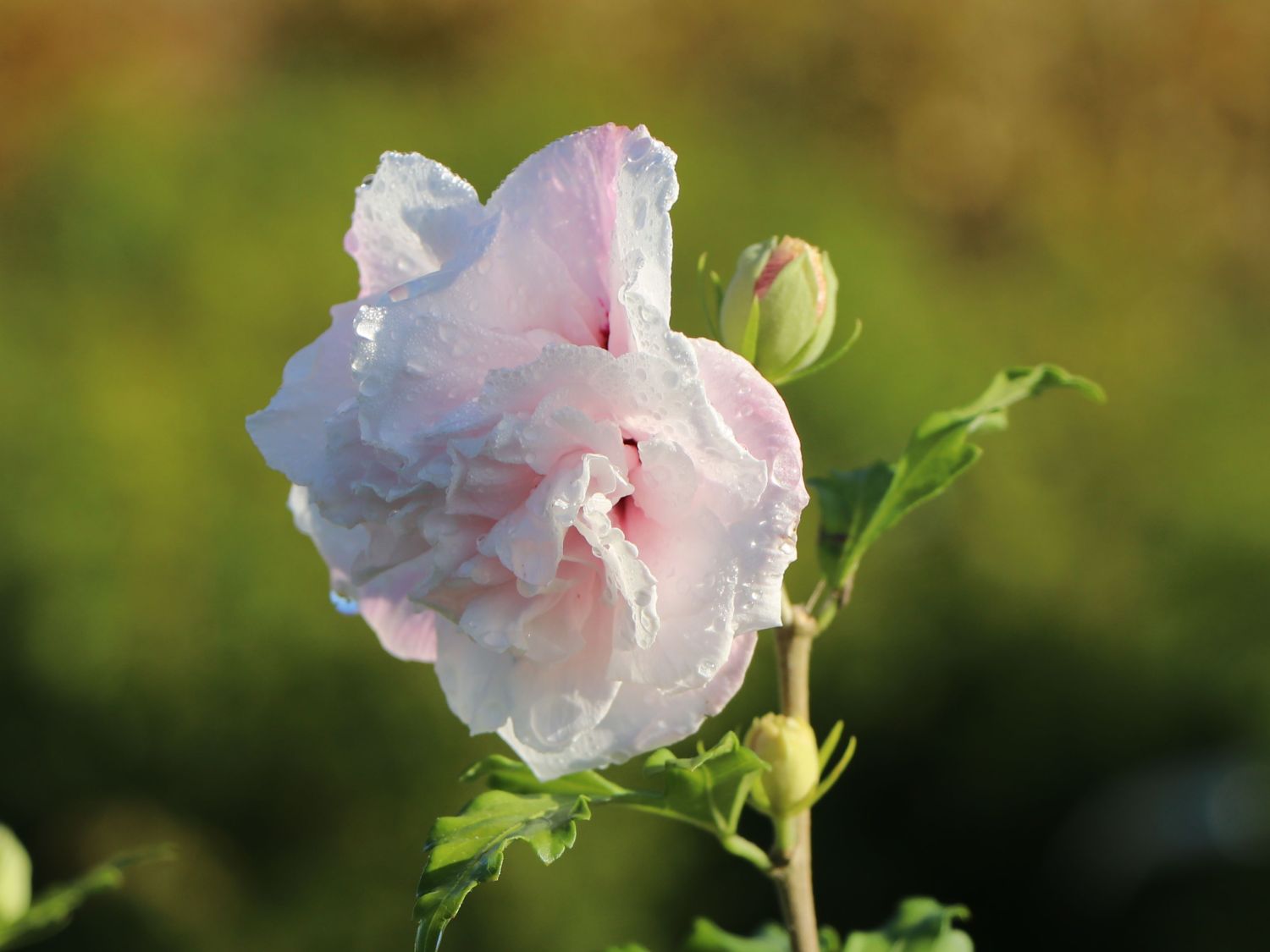Garteneibisch 'French Cabaret® Pastel' - Hibiscus syriacus 'French Cabaret® Pastel'