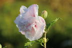 Garteneibisch 'French Cabaret® Pastel' - Hibiscus syriacus 'French Cabaret® Pastel'
