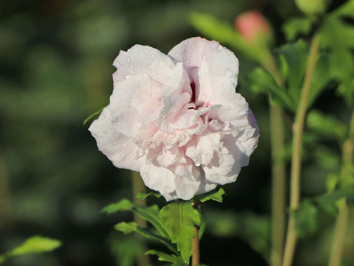 Garteneibisch 'French Cabaret® Pastel' - Hibiscus syriacus 'French Cabaret® Pastel'