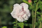 Garteneibisch 'French Cabaret® Pastel' - Hibiscus syriacus 'French Cabaret® Pastel'