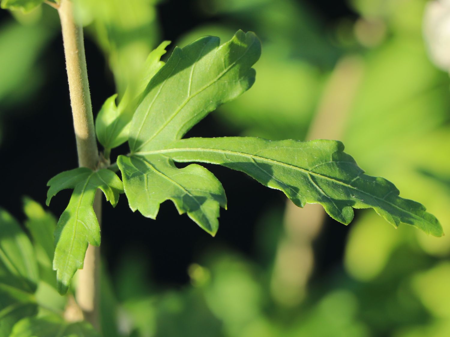 Garteneibisch 'French Cabaret® Pastel' - Hibiscus syriacus 'French Cabaret® Pastel'