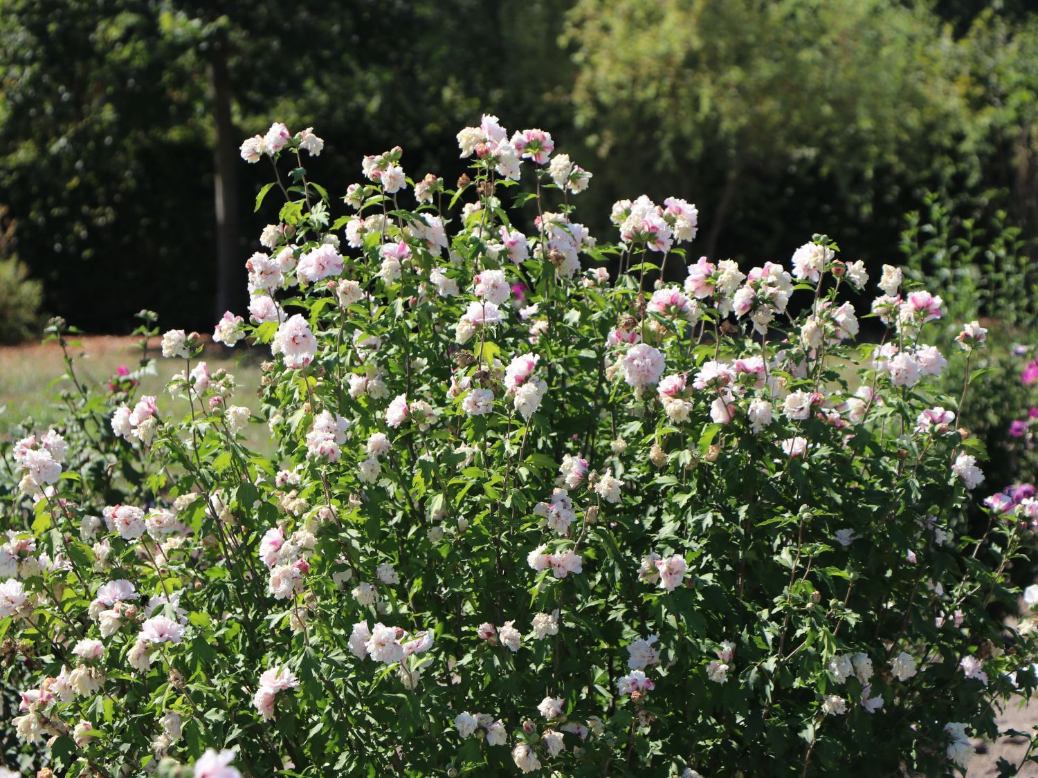 Garteneibisch 'French Cabaret® Pastel' - Hibiscus syriacus 'French Cabaret® Pastel'