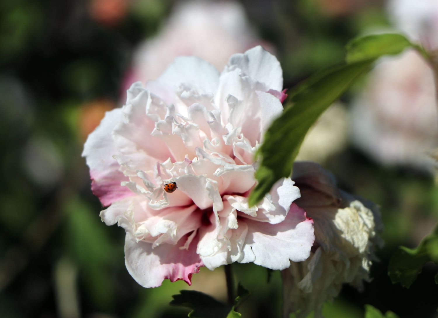 Garteneibisch 'French Cabaret® Pastel' - Hibiscus syriacus 'French Cabaret® Pastel'