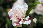 Garteneibisch 'French Cabaret® Pastel' - Hibiscus syriacus 'French Cabaret® Pastel'