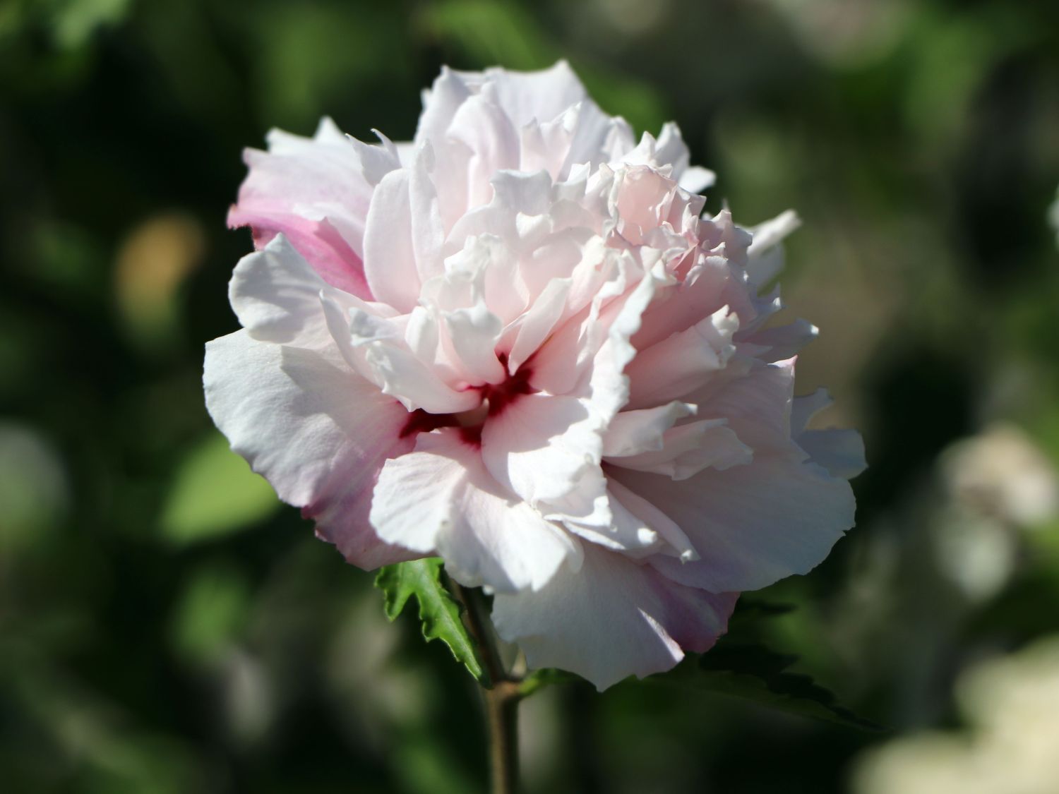 Garteneibisch 'French Cabaret® Pastel' - Hibiscus syriacus 'French Cabaret® Pastel'