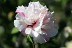 Garteneibisch 'French Cabaret® Pastel' - Hibiscus syriacus 'French Cabaret® Pastel'