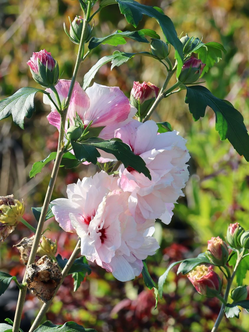 Garteneibisch 'French Cabaret® Pastel' - Hibiscus syriacus 'French Cabaret® Pastel'