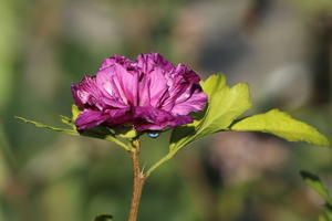 Garteneibisch 'French Cabaret ® Purple'