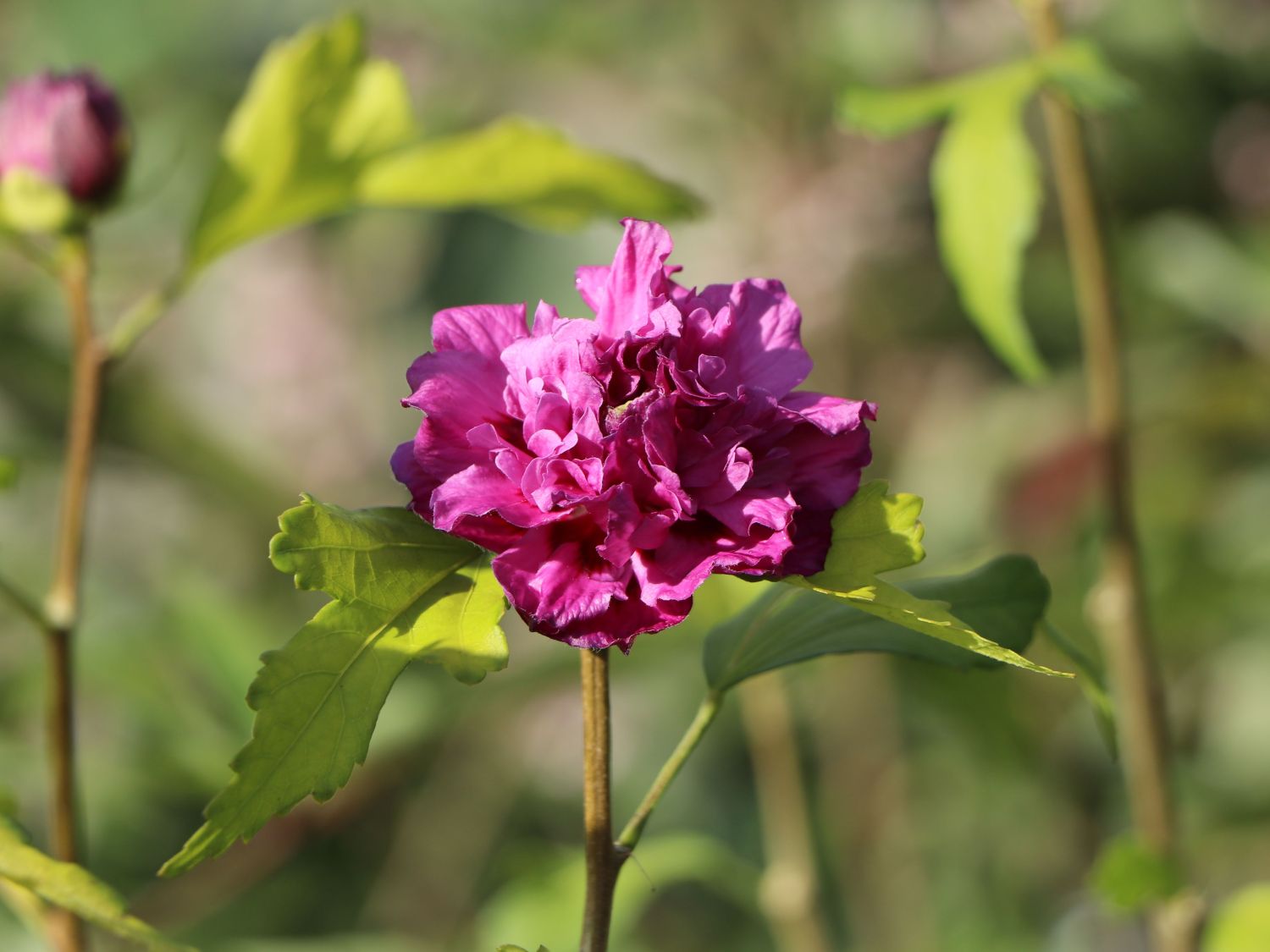 Garteneibisch 'French Cabaret ® Purple' - Hibiscus syriacus 'French Cabaret ® Purple'