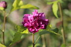 Garteneibisch 'French Cabaret ® Purple' - Hibiscus syriacus 'French Cabaret ® Purple'