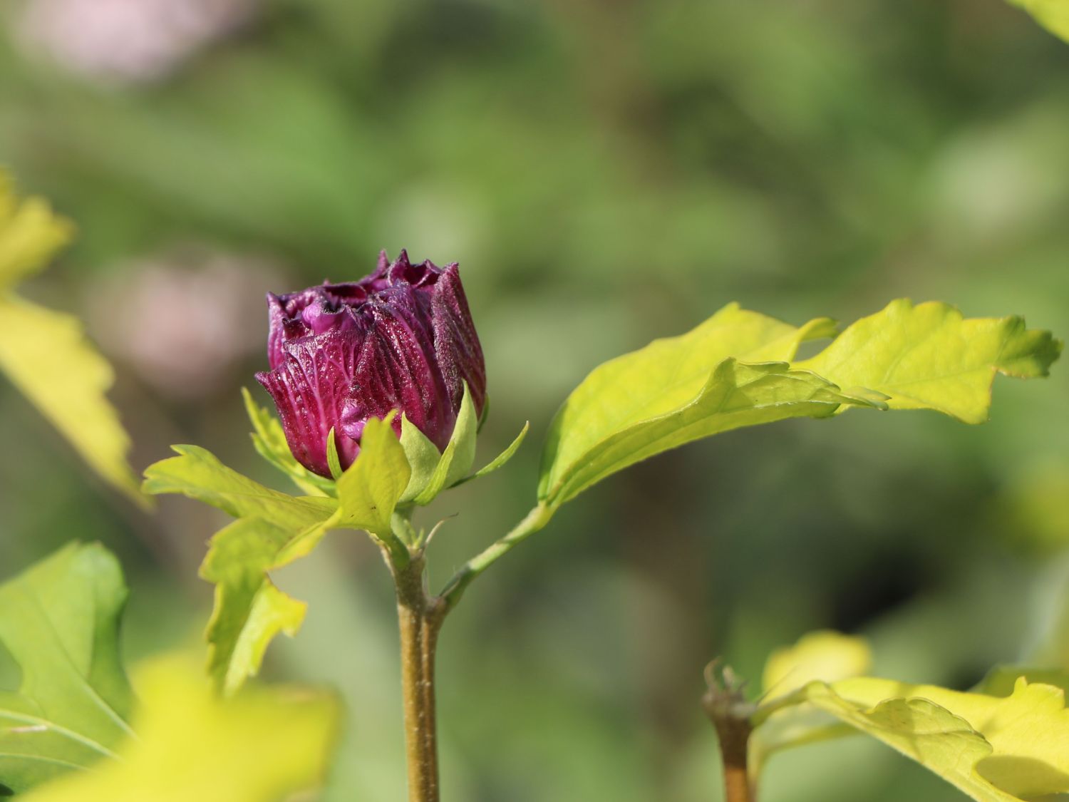 Garteneibisch 'French Cabaret ® Purple' - Hibiscus syriacus 'French Cabaret ® Purple'