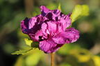 Garteneibisch 'French Cabaret ® Purple' - Hibiscus syriacus 'French Cabaret ® Purple'