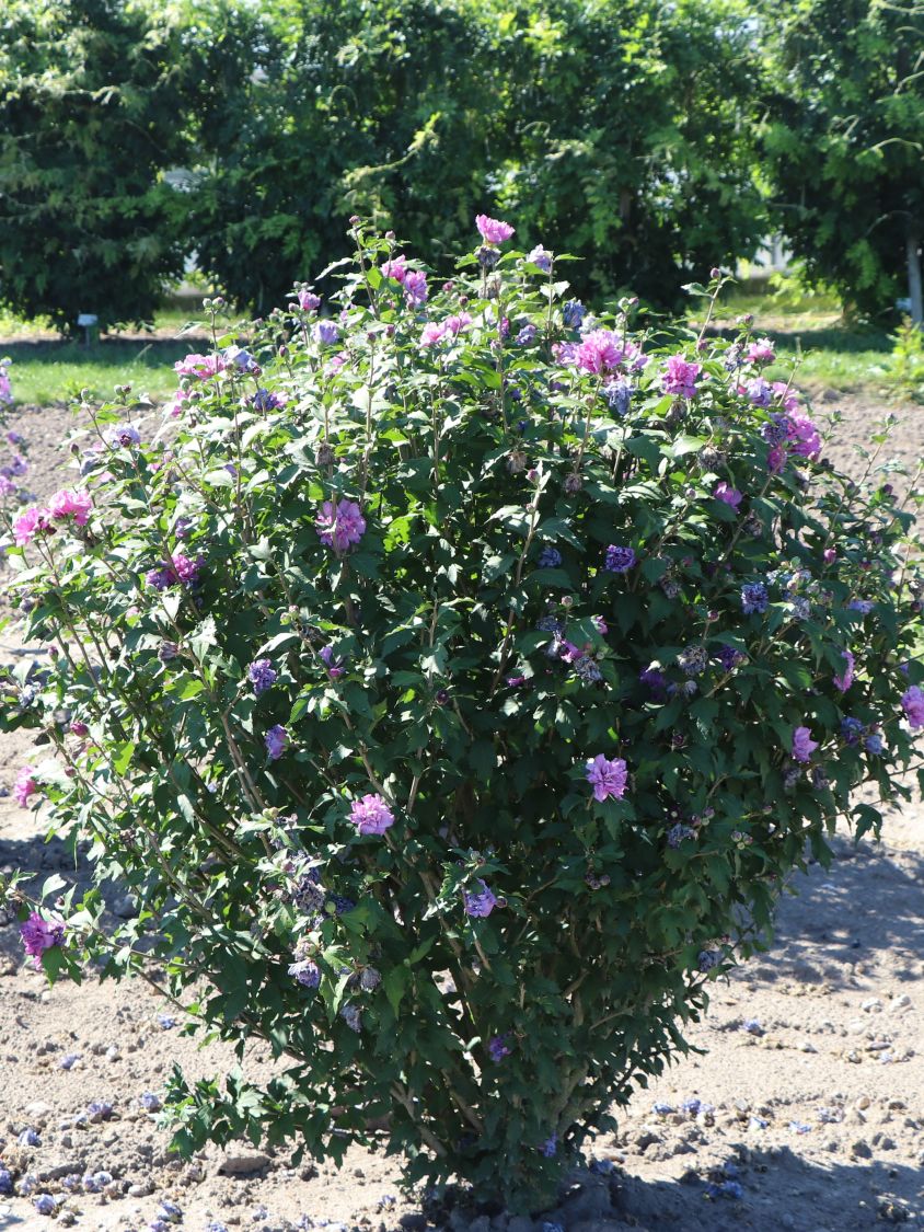 Garteneibisch 'French Cabaret ® Purple' - Hibiscus syriacus 'French Cabaret ® Purple'