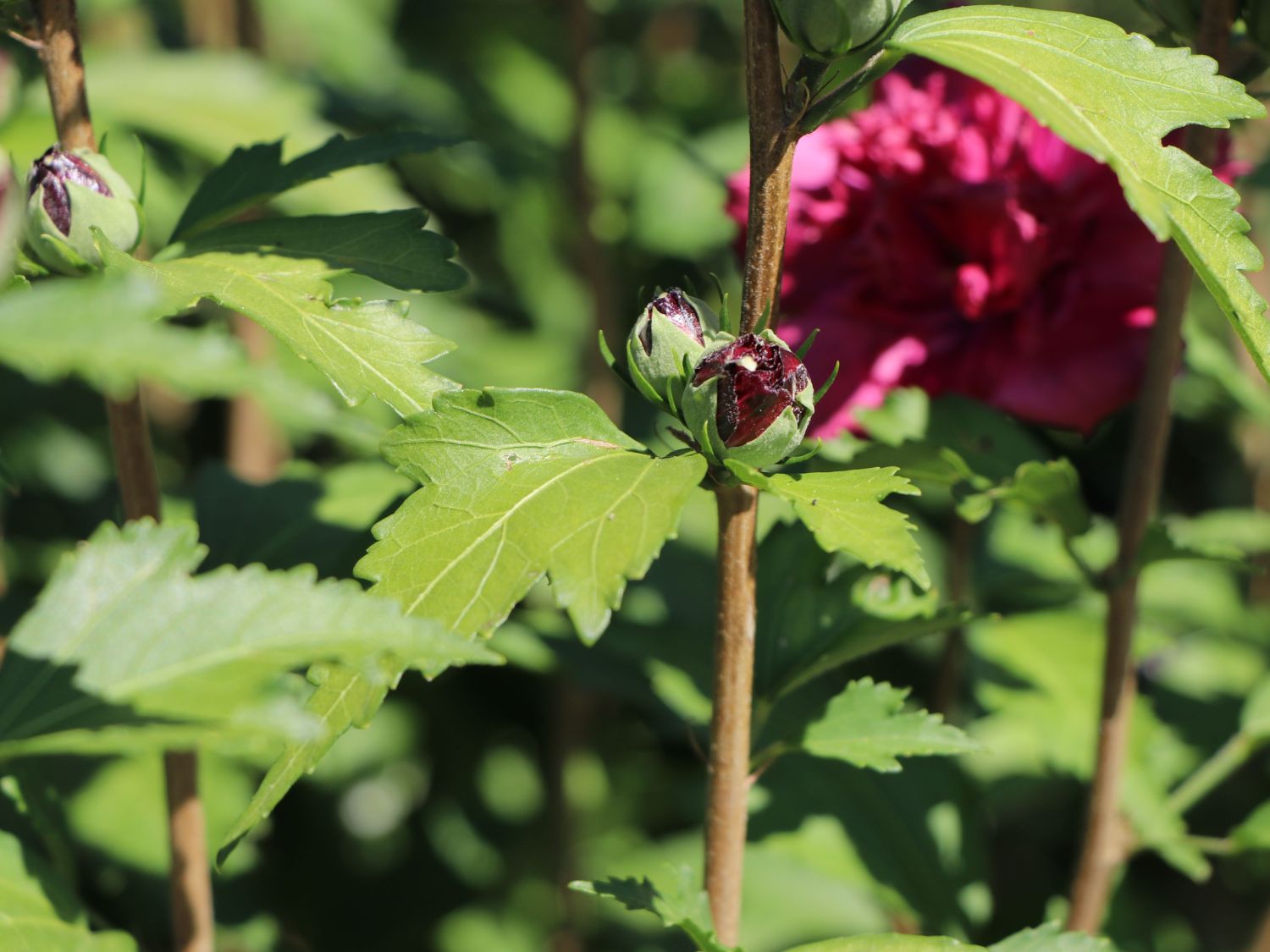 Garteneibisch 'French Cabaret ® Red' - Hibiscus syriacus 'French Cabaret ® Red'