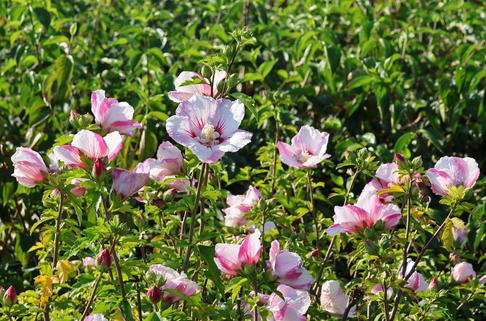 Garteneibisch 'Hamabo' - Hibiscus syriacus 'Hamabo'