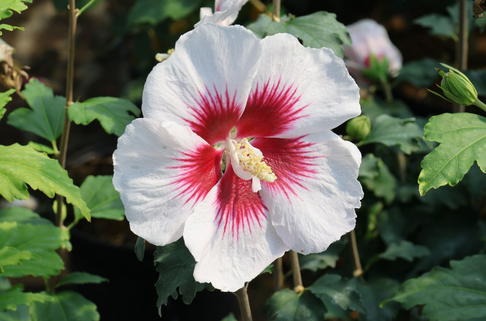 Garteneibisch 'Helene' / 'Helena' - Hibiscus syriacus 'Helene' / 'Helena'