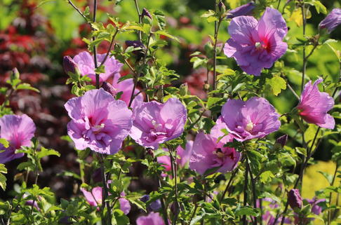 Garteneibisch 'Lavender Chiffon' ® - Hibiscus syriacus 'Lavender Chiffon' ®