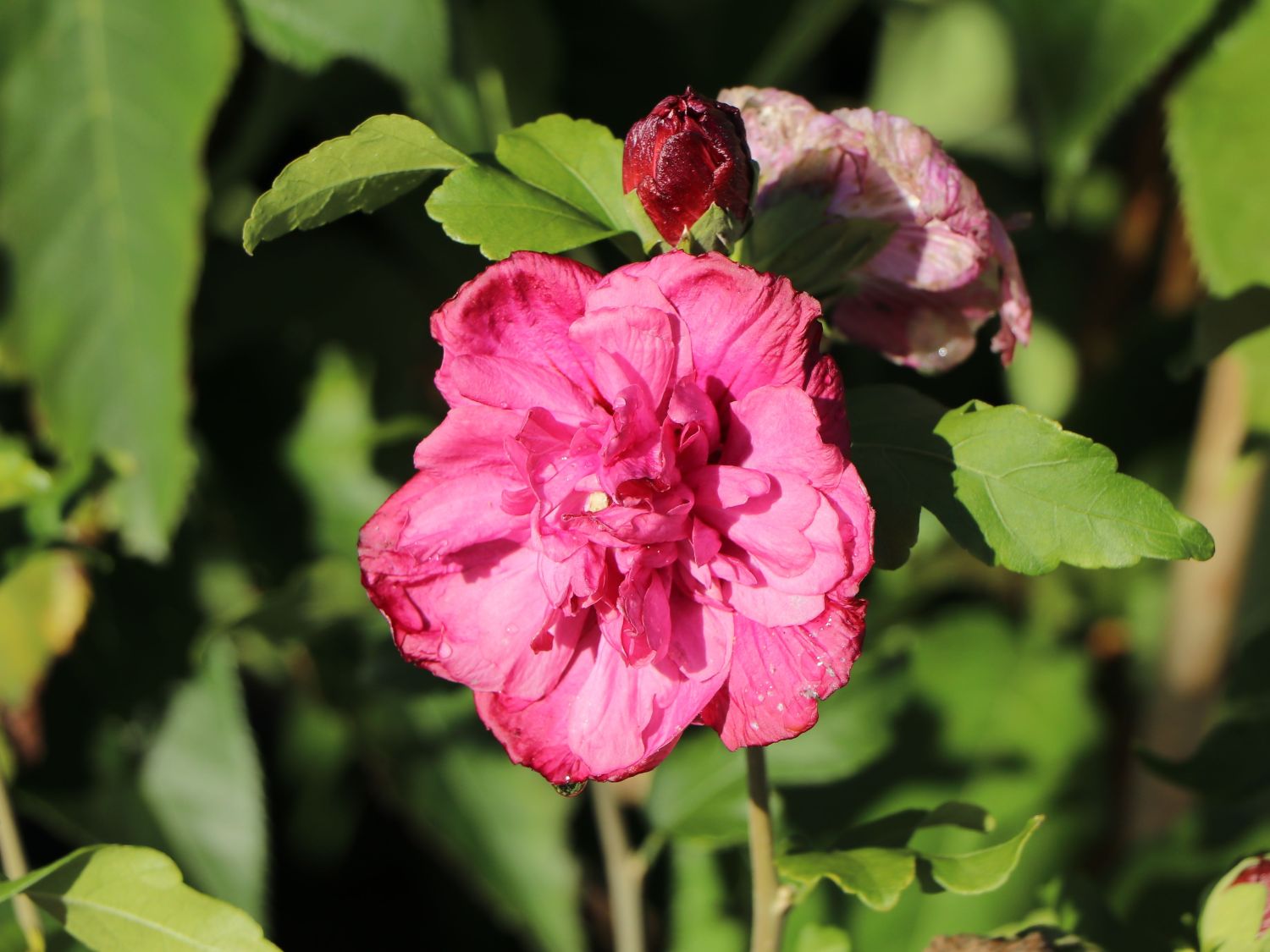Garteneibisch 'Magenta Chiffon' - Hibiscus syriacus 'Magenta Chiffon'