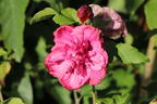 Garteneibisch 'Magenta Chiffon' - Hibiscus syriacus 'Magenta Chiffon'