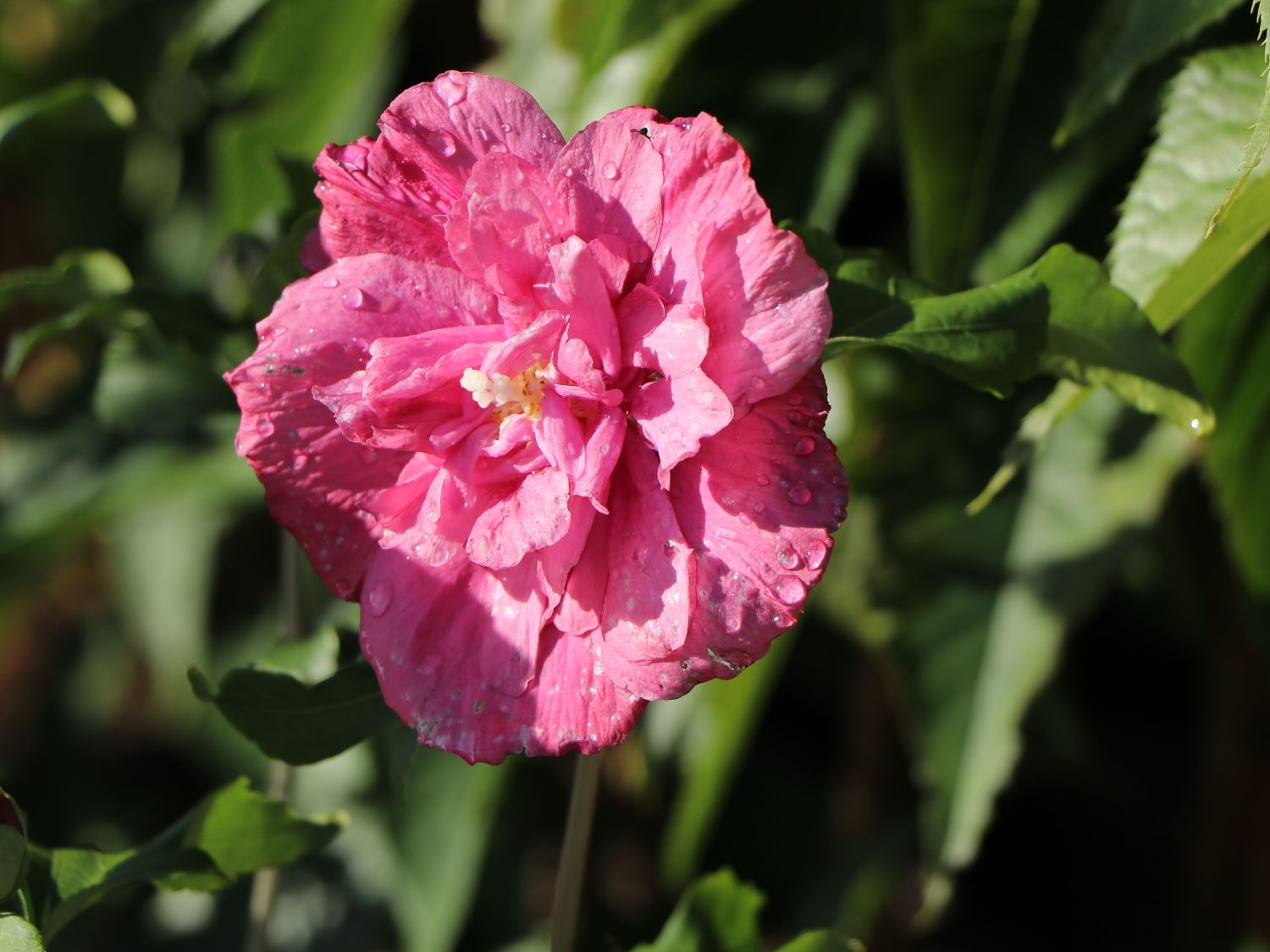Garteneibisch 'Magenta Chiffon' - Hibiscus syriacus 'Magenta Chiffon'