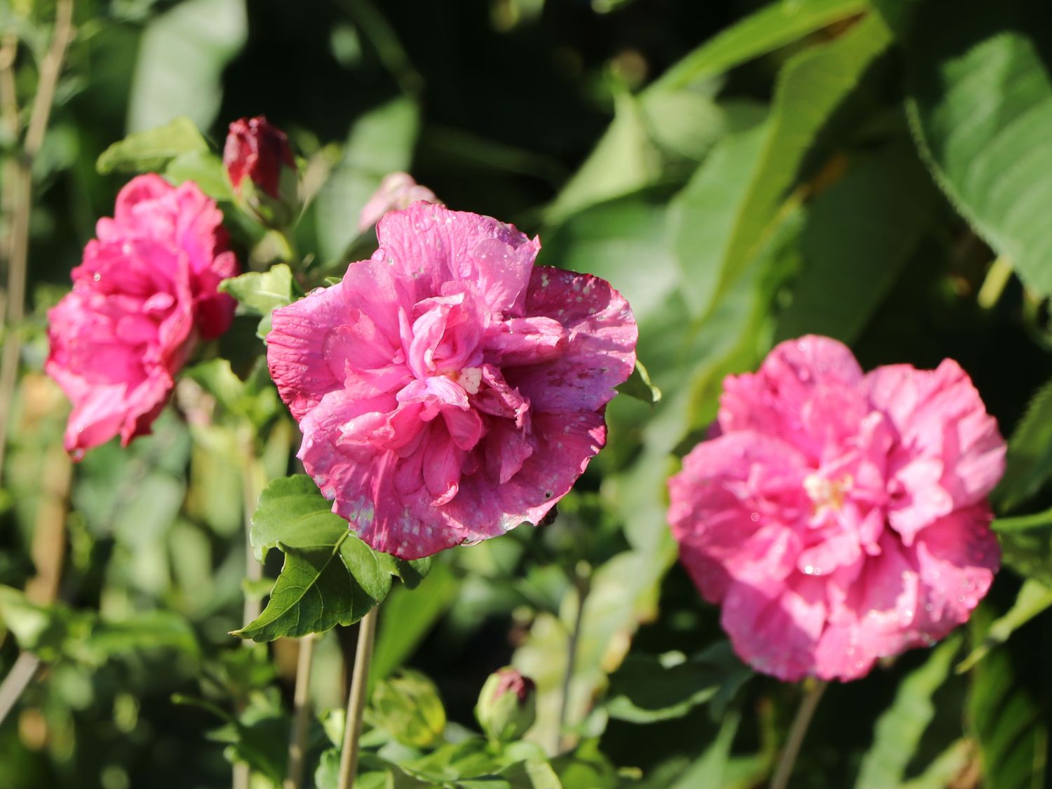 Garteneibisch 'Magenta Chiffon' - Hibiscus syriacus 'Magenta Chiffon'
